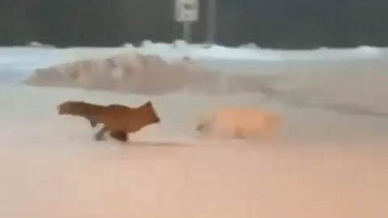 «Звериный дрифт»: на Ямале сняли, как лиса гоняется за песцом