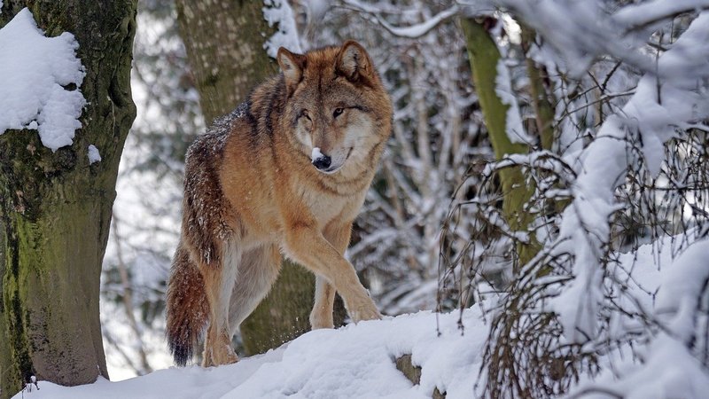 Выход волков на улицы Югорска подтвердился - к делу подключат охотников