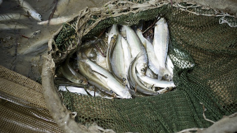 За незаконный вылов рыбы югорчанин может лишиться свободы