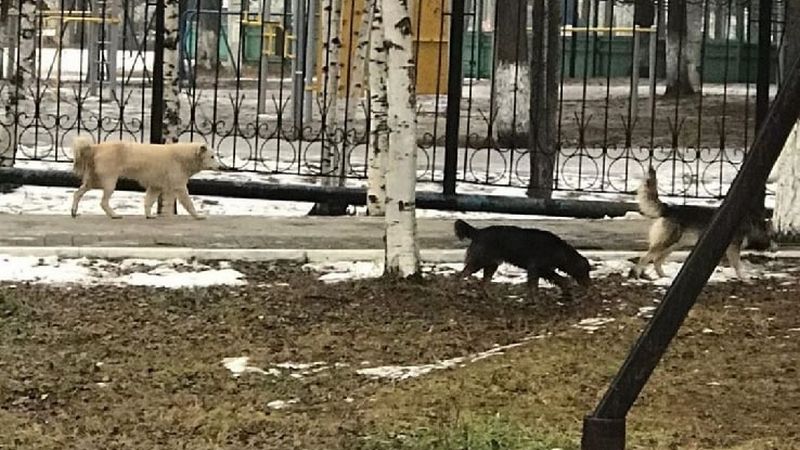 На жителя Сургутского района напали бродячие собаки — случай не первый