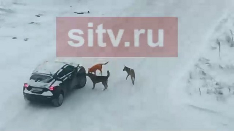 Бомж со стаей собак-телохранителей держит в страхе жителей Сургута