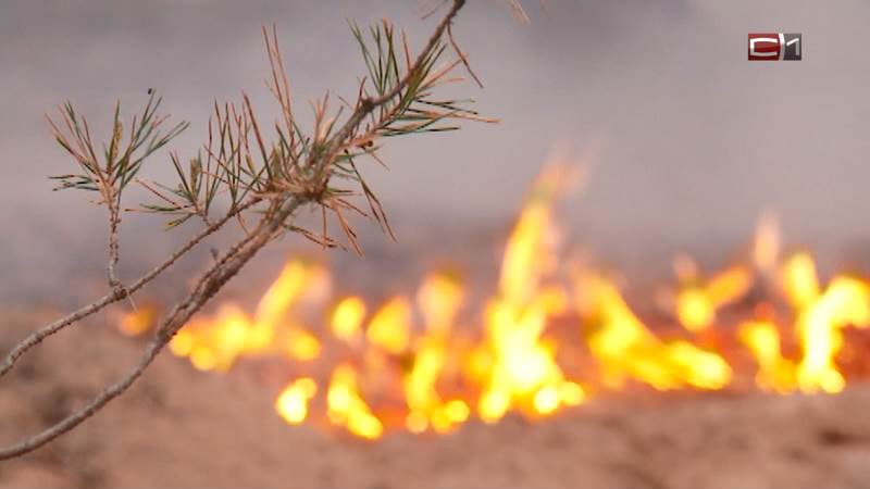 В лесах Югры официально установлен пожароопасный период